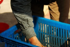 Taipei Market