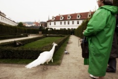 Wallenstein Palace